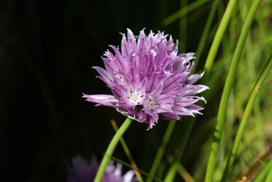 Ciboulette / Allium Schoenoprasum
