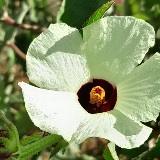 Oseille de Guinée Blanche / Hibiscus sabdariffa