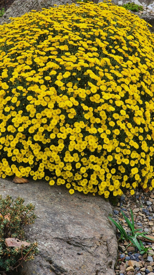 Chrysanthème de Nankin / Chrysanthemum indicum