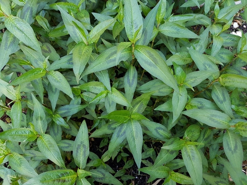 Coriandre vietnamienne (Rau-ram) / Persicaria odorata